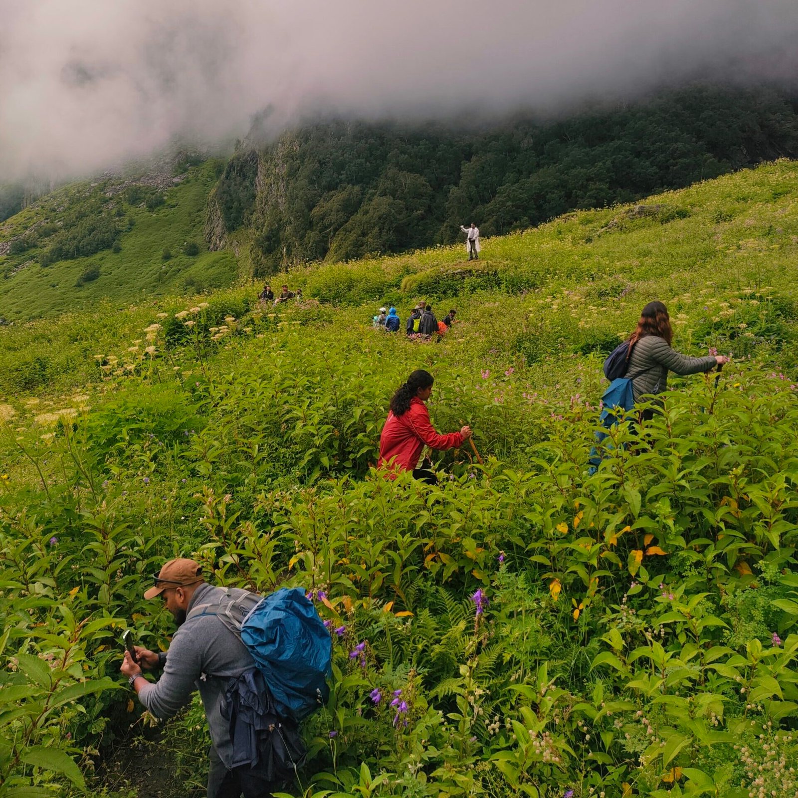 Valley of flowers